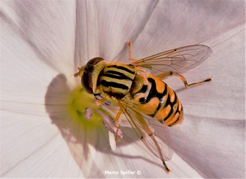 Parhelophilus versicolor o frutetorum ?  Parhelophilus sp., femmina